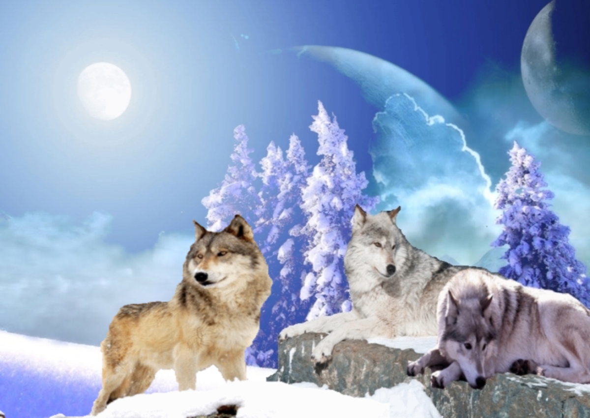 Wolves Moon Delight..jpg