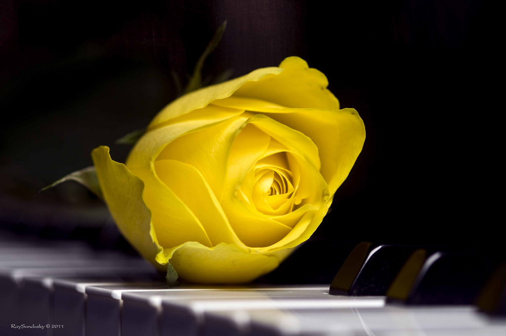 Yellow Rose.jpg