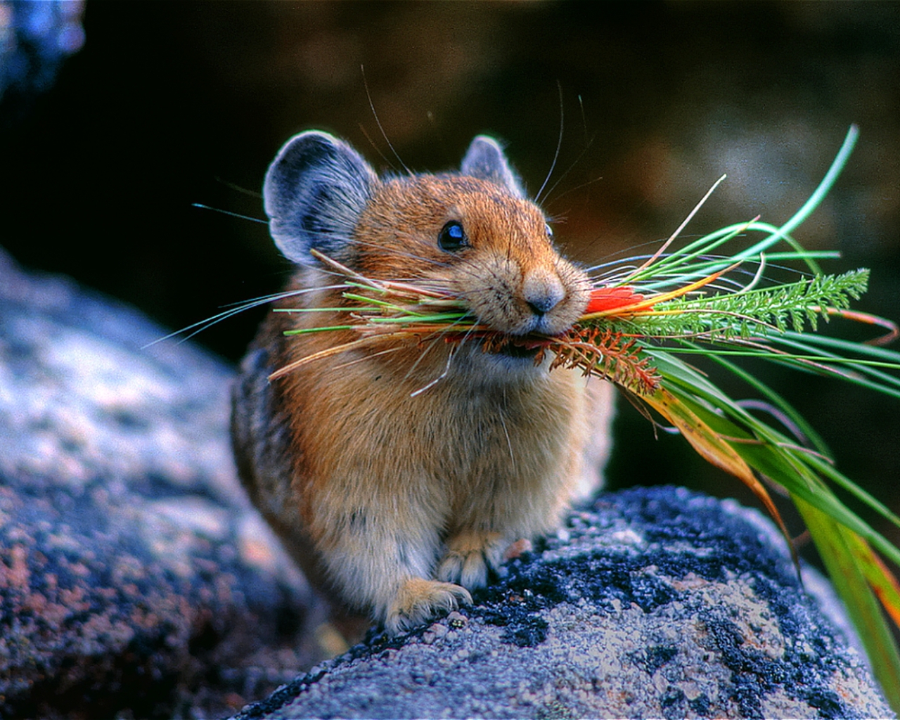 harvest_mouse.jpg