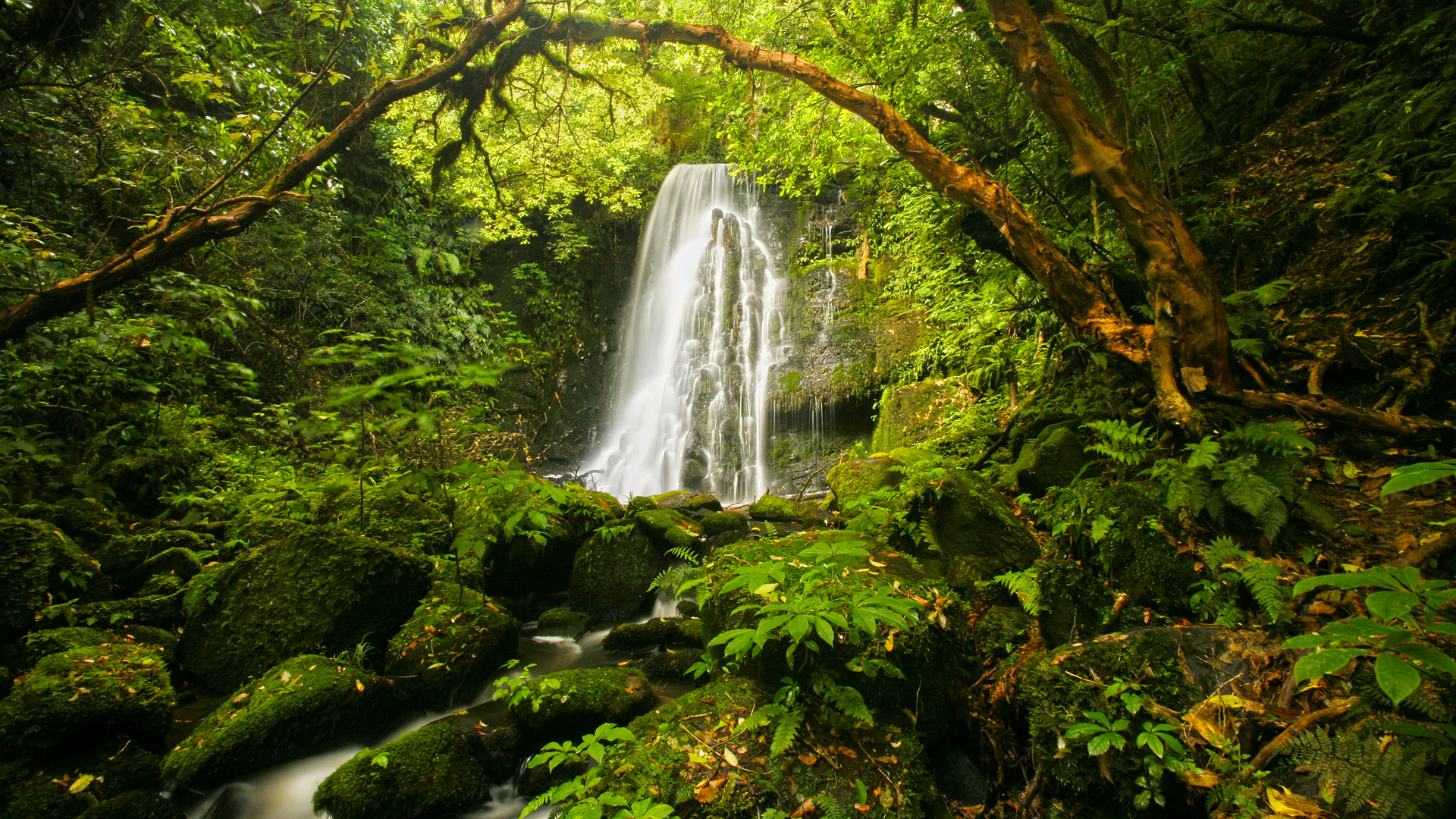 Waterfall in the Forest, New Zealand.jpg