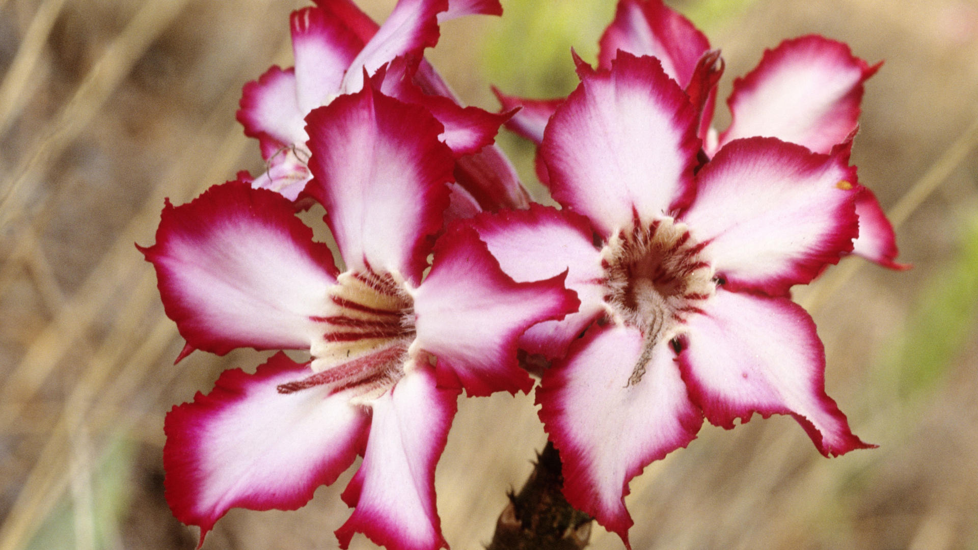 Impala Lily, Kruger National Park, South Africa.jpg