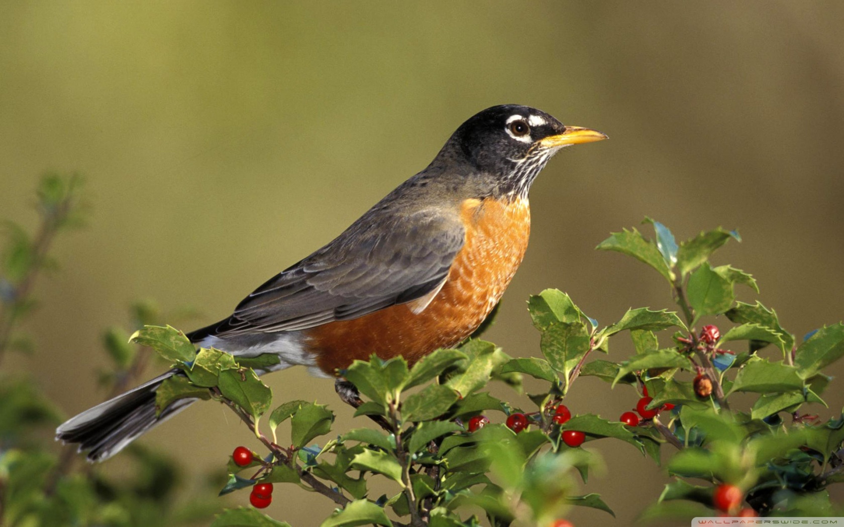 animals_birds_bird_on_branch-1680x1050.jpg