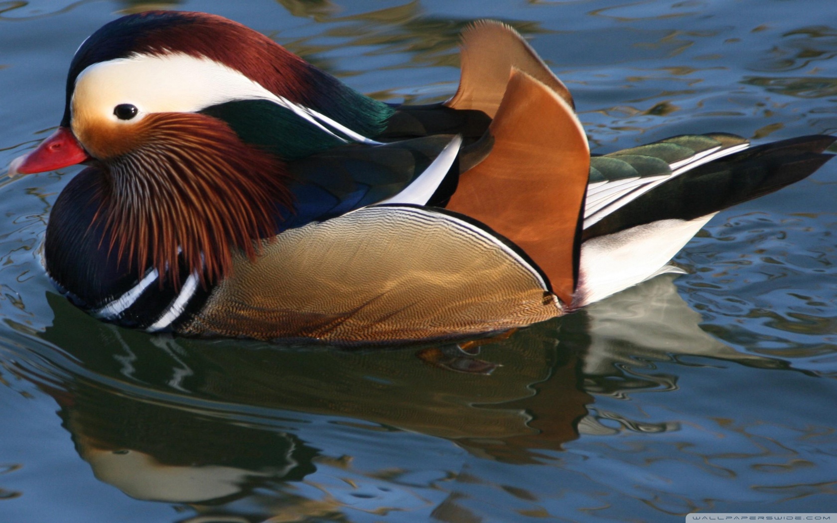 canard_ente-1680x1050.jpg