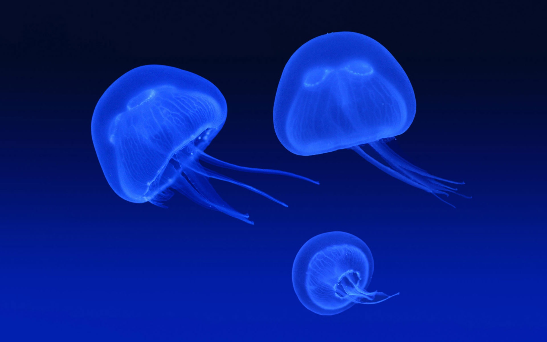 floating_jellyfish-1920x1200.jpg