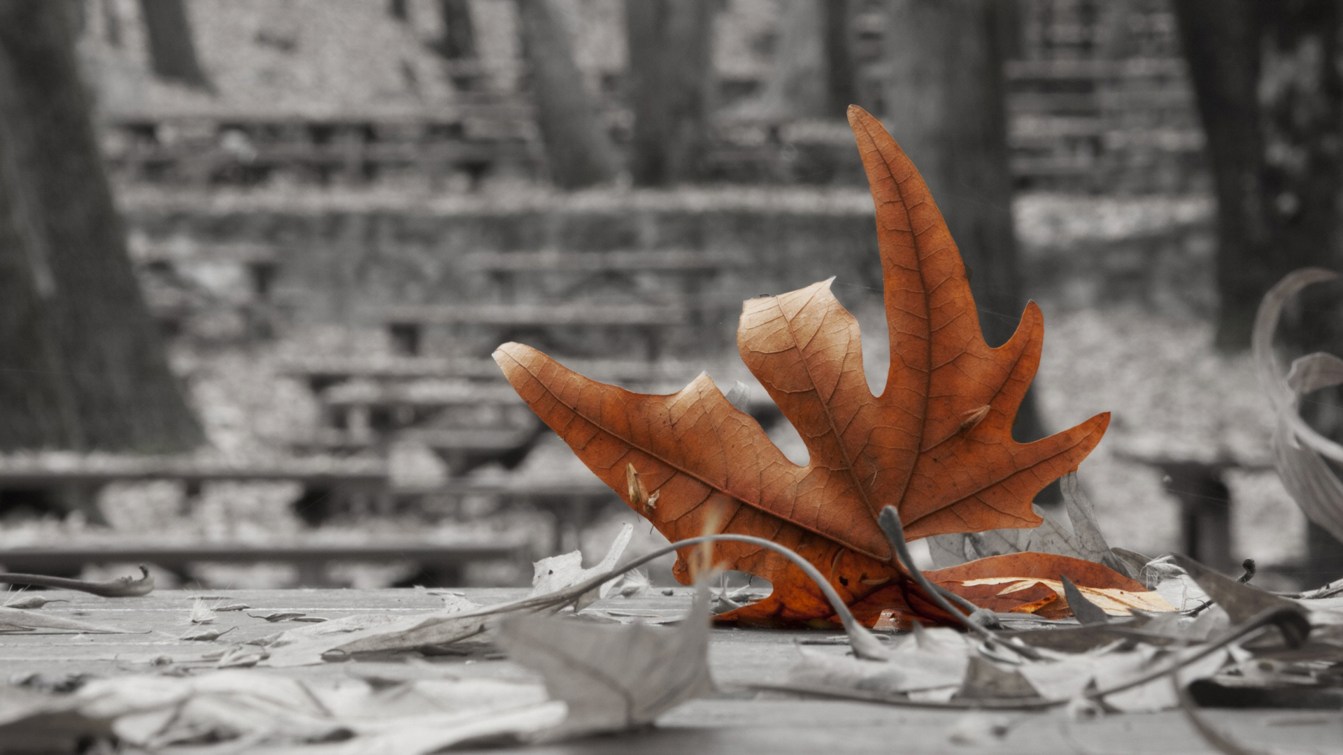 plane_leaf-wallpaper-1920x1080.jpg