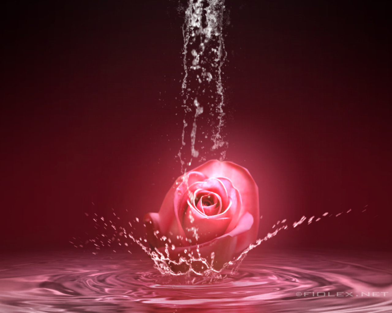 pink rose in the water.jpg