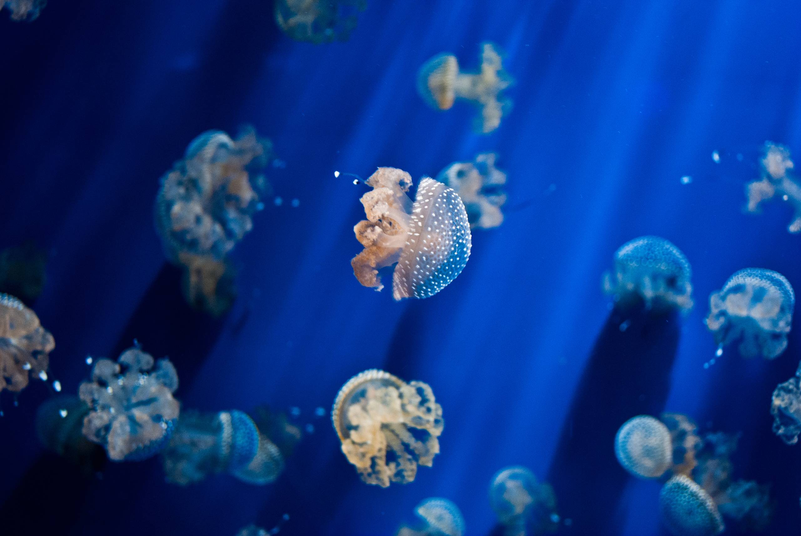 Jelly_Fish_by_RaDu_GaLaN.jpg