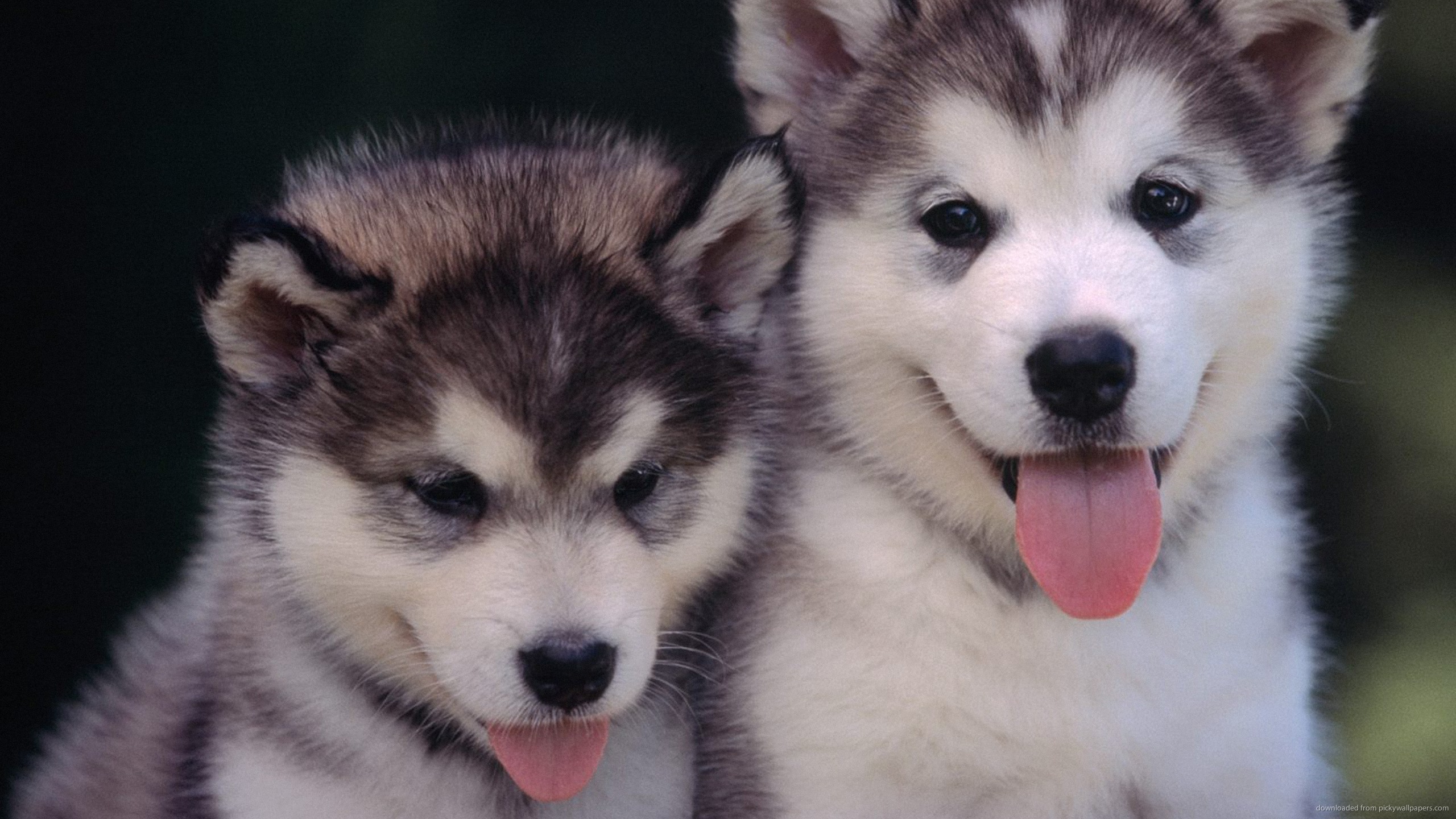 two-siberian-husky-puuppies.jpg