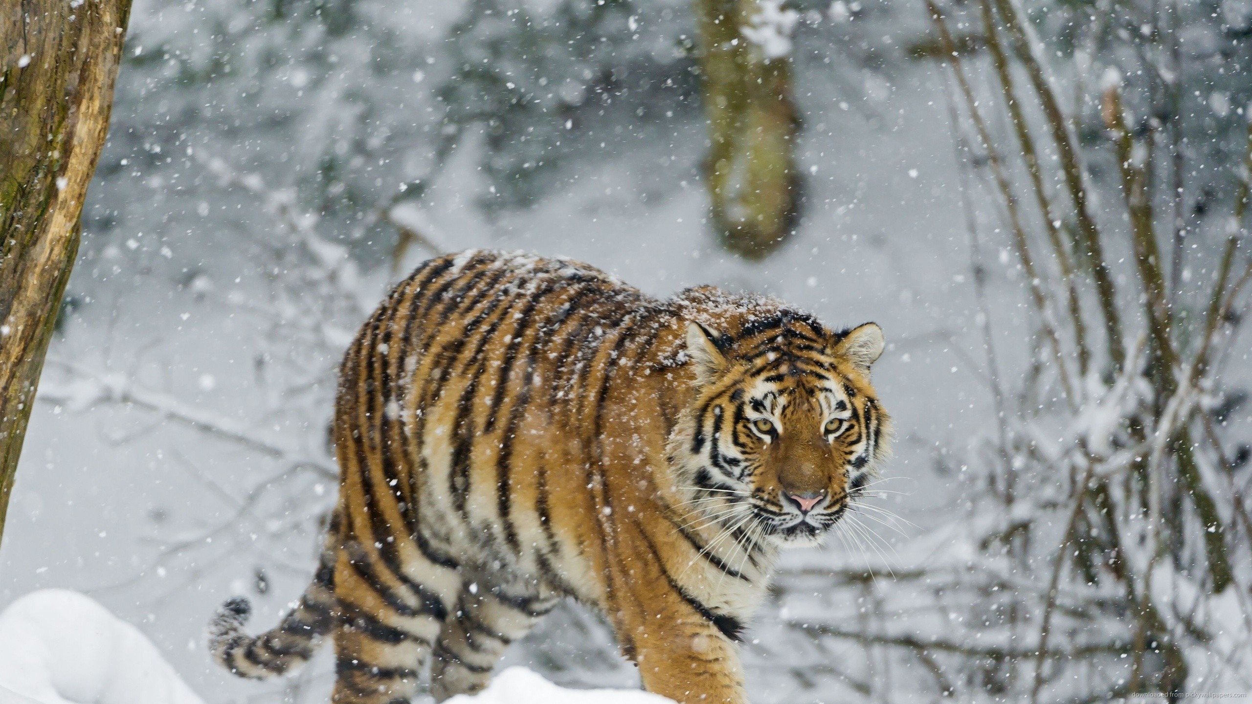 winter-tiger.jpg