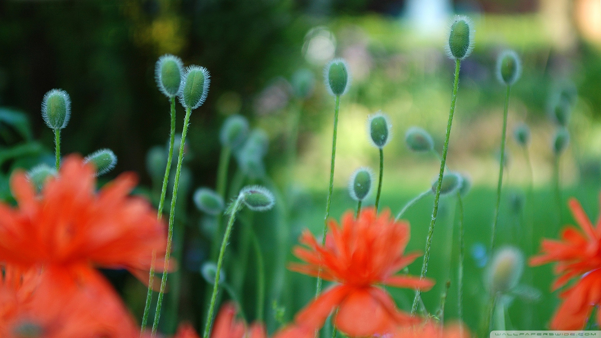 poppies_flowers-1920x1080.jpg