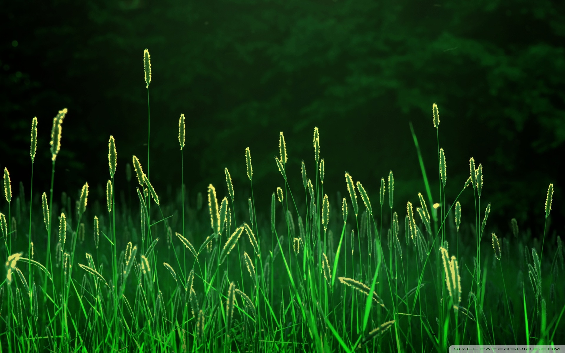 green_grass_3-1920x1200.jpg