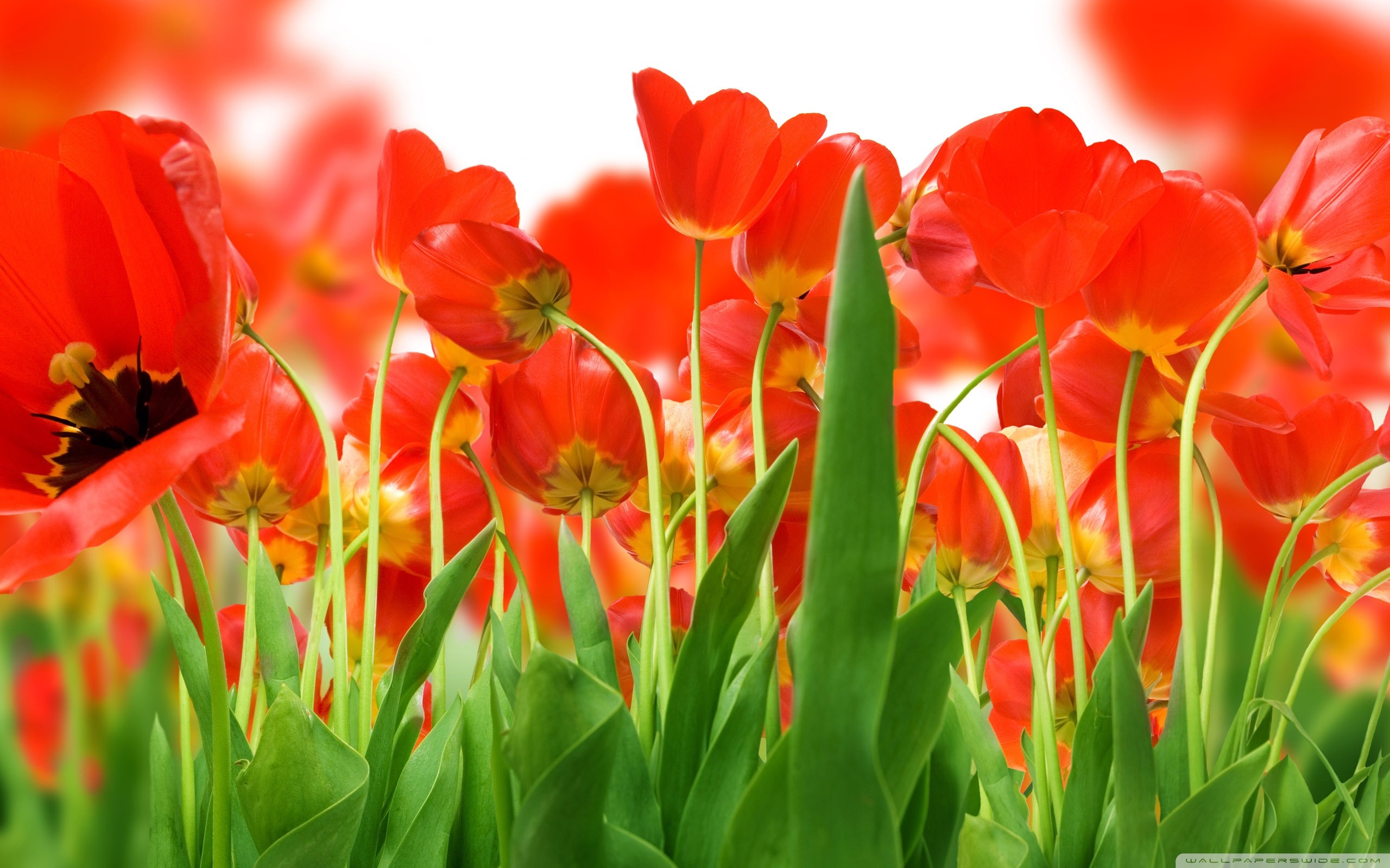 red_tulips_2-2560x1600.jpg