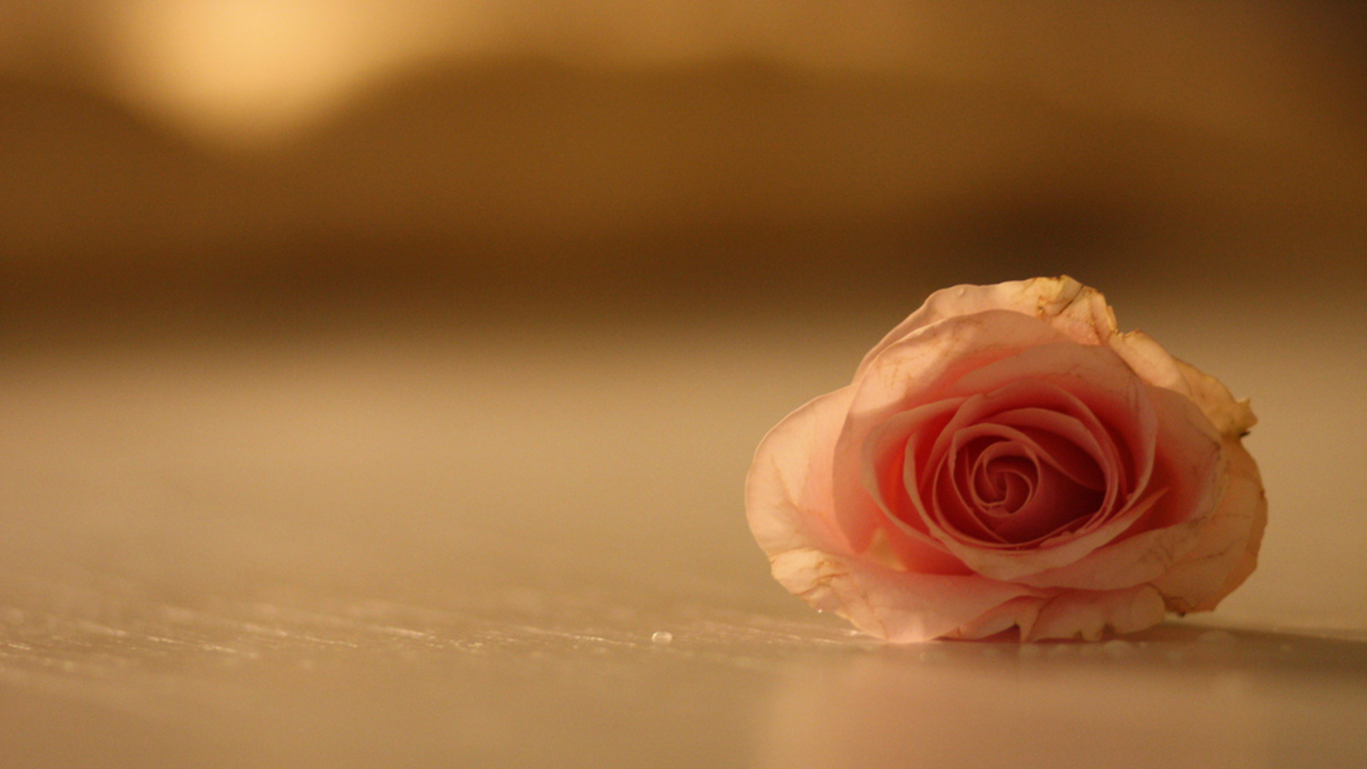 just a rose.jpg