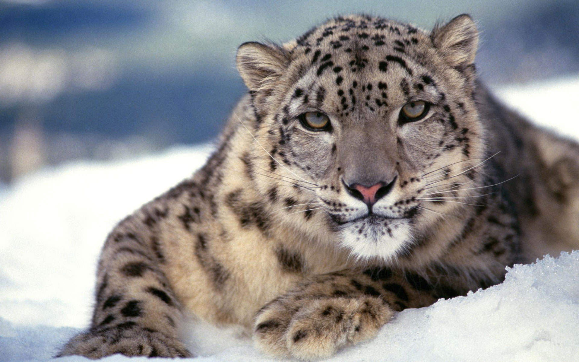 scary_snow_leopard-wide.jpg