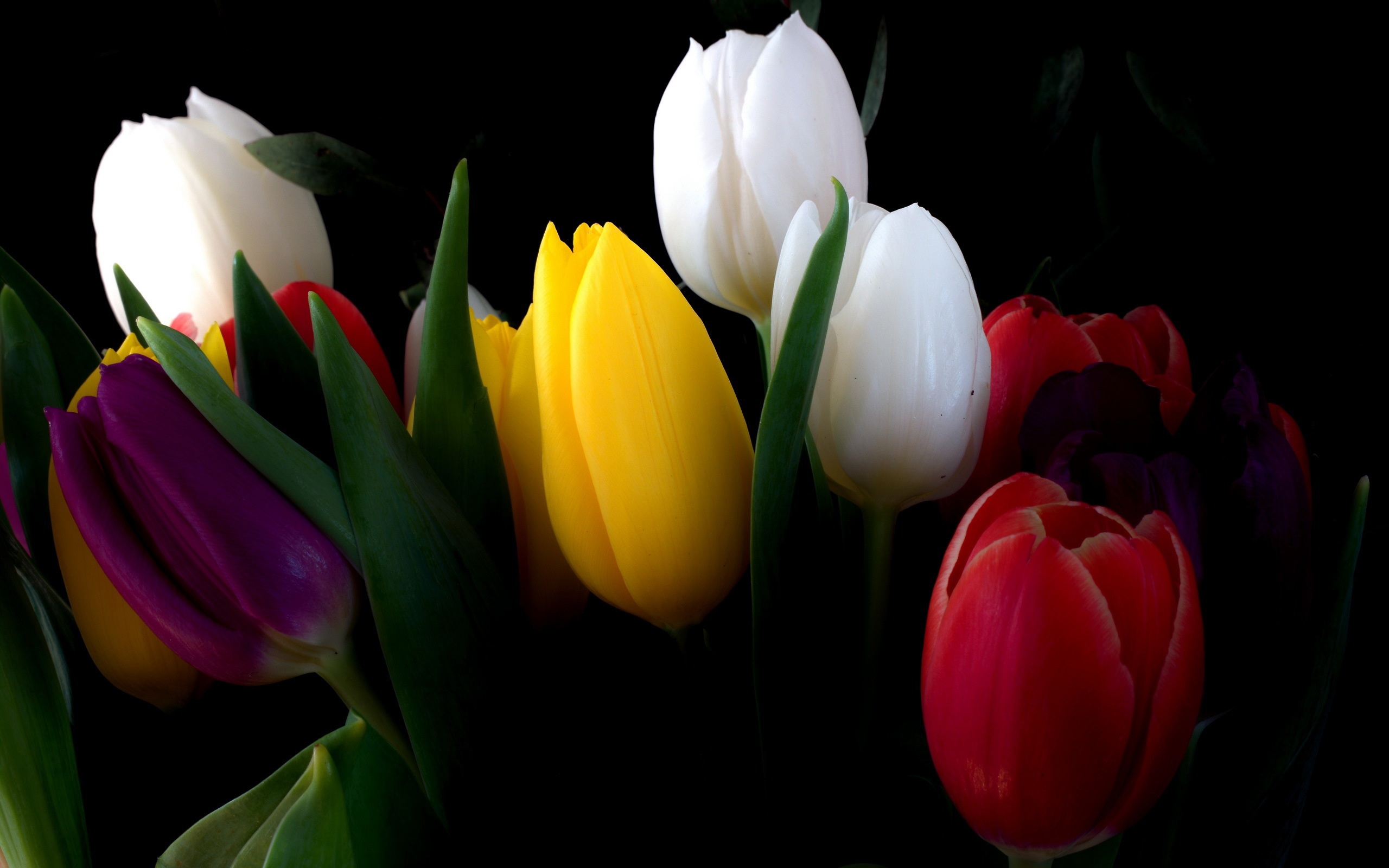 white_tulips-2560x1600.jpg