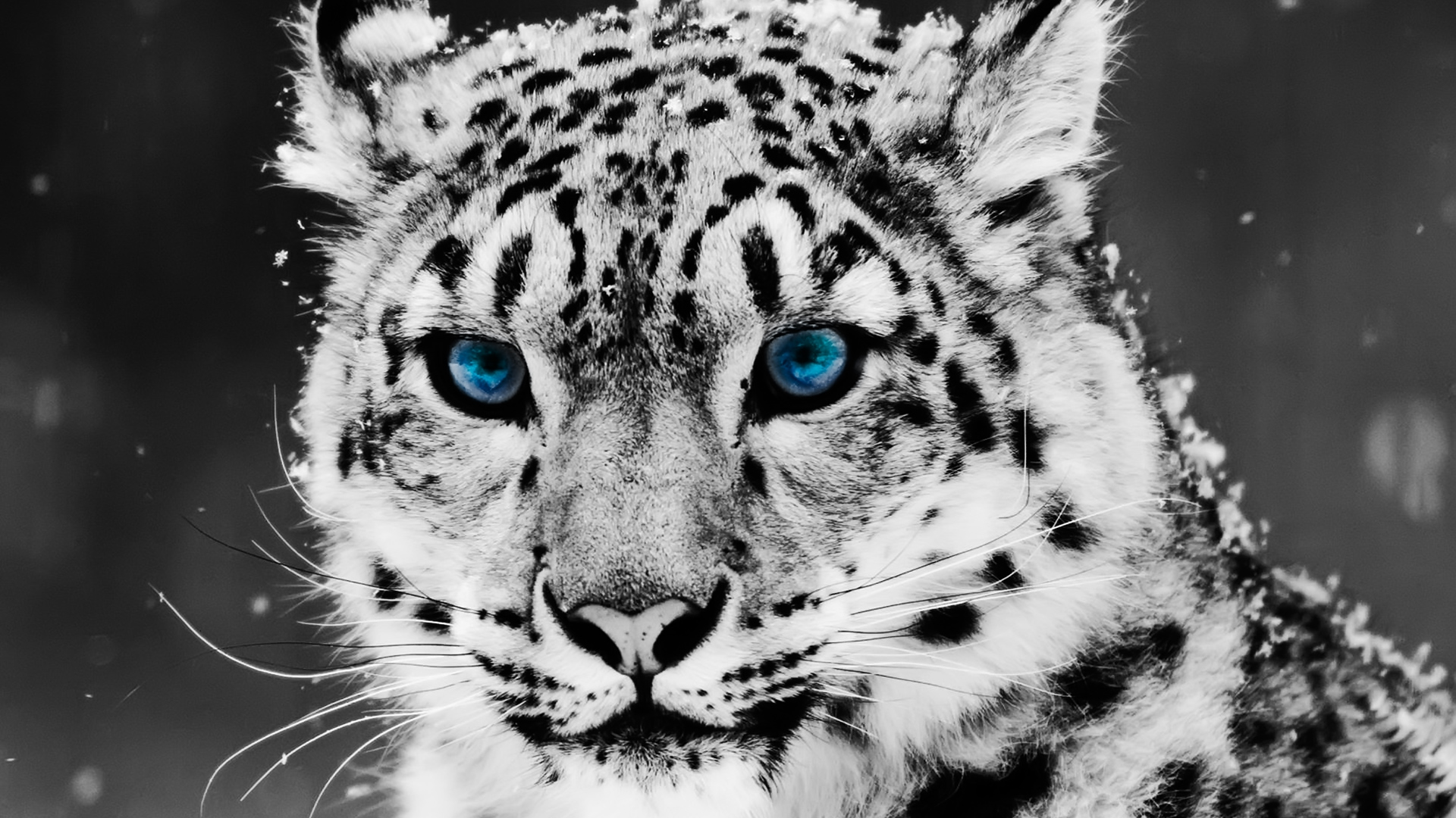 Snow_Leopard_1920x1080_HDTV_1080p.jpg