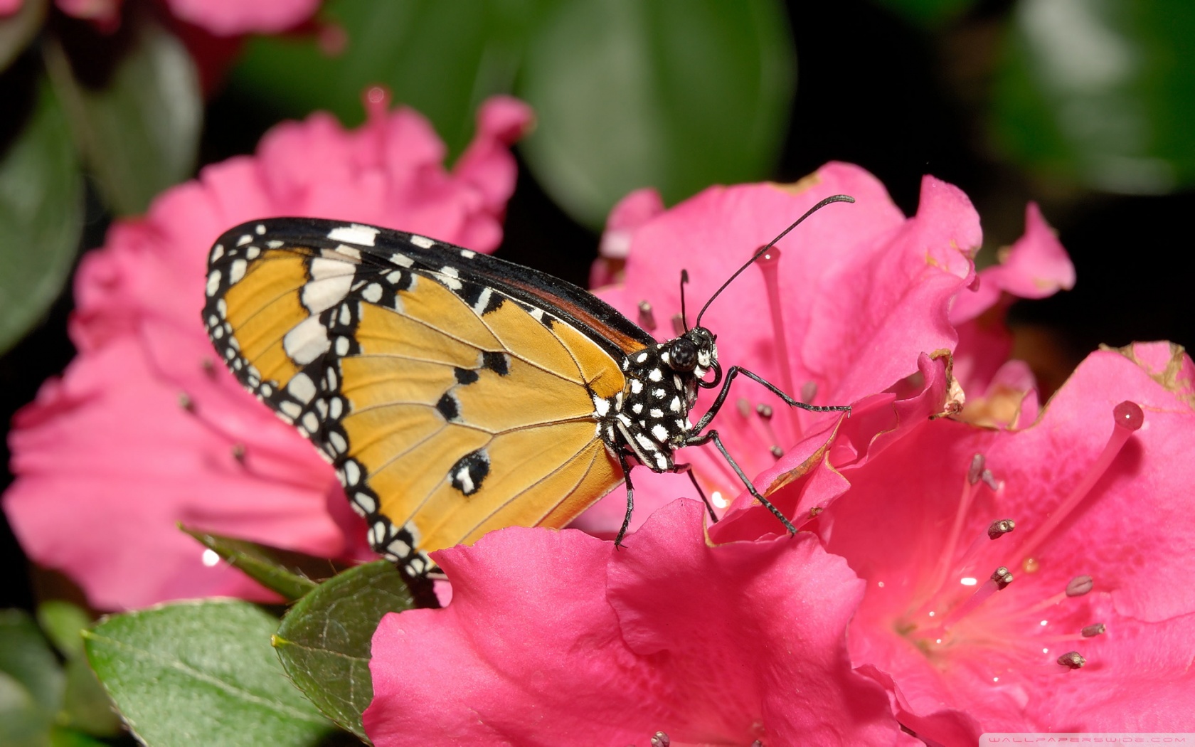 butterfly_on_pink_flower-1680x1050.jpg