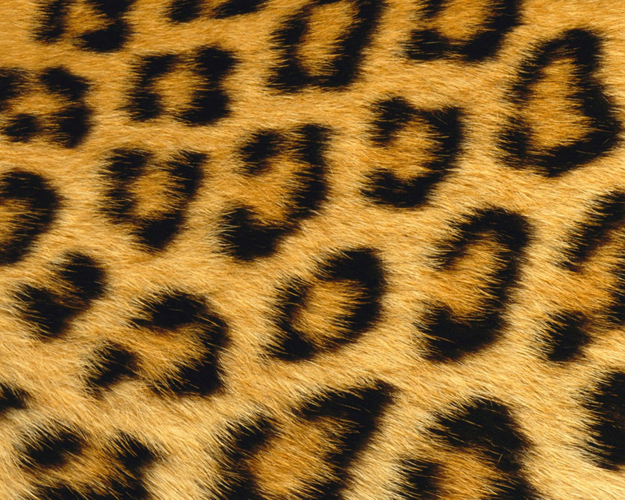 FauxFur_1280x1024.jpg