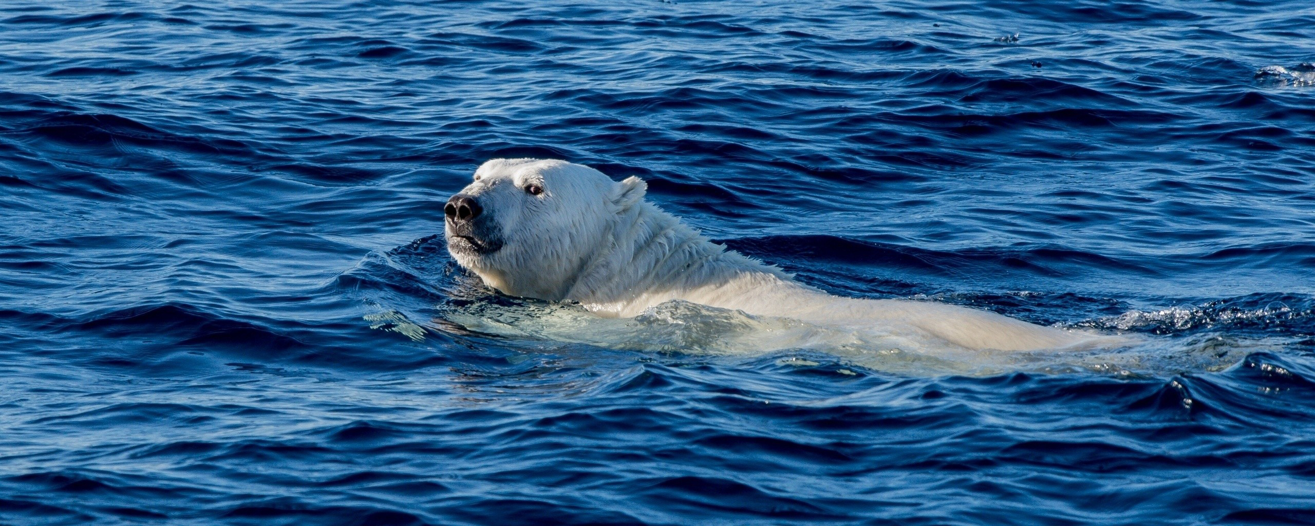 polarbear-3.jpg