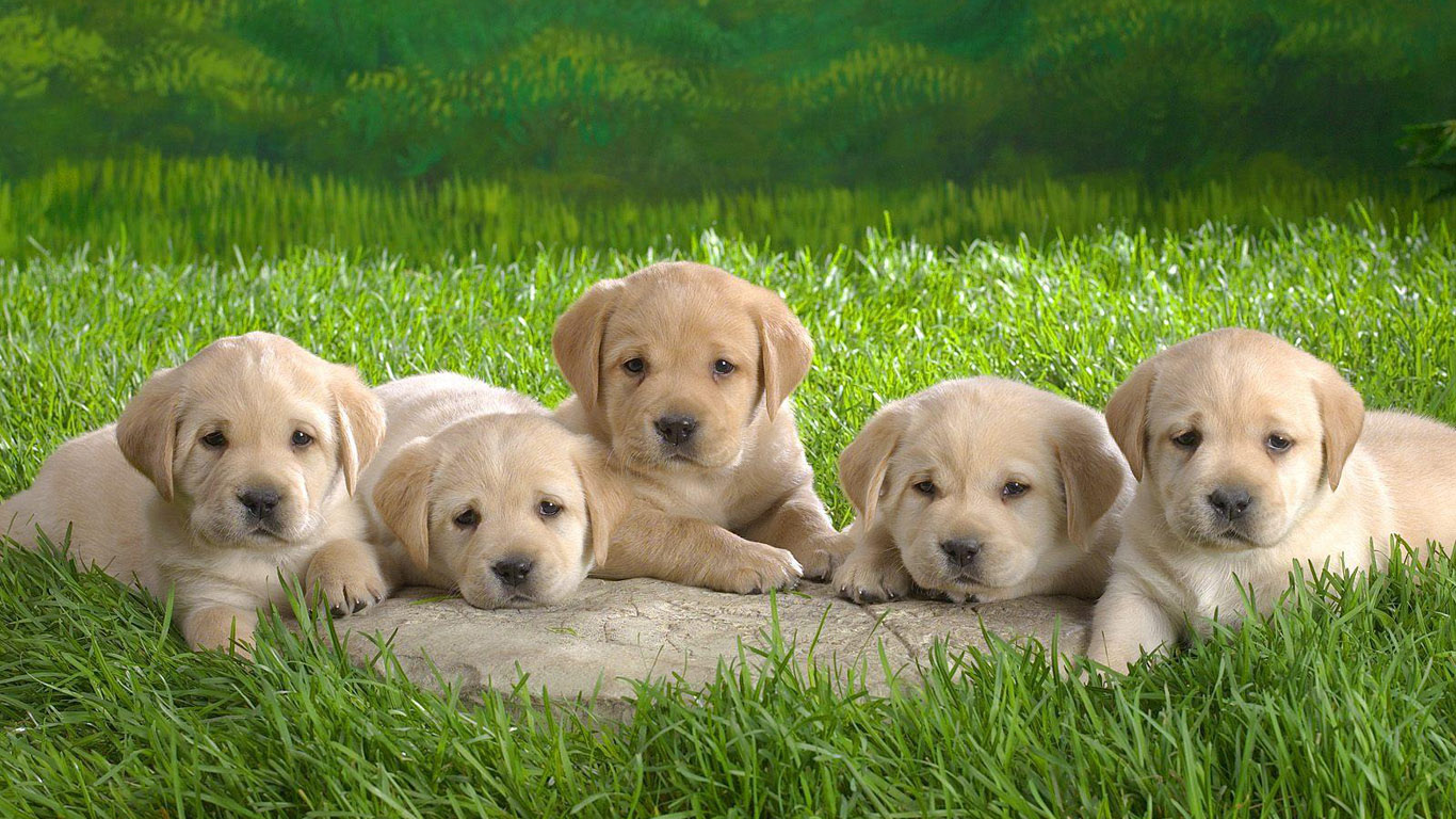 a-lot-of-puppies-on-the-grass-wallpaper-1366x768.jpg