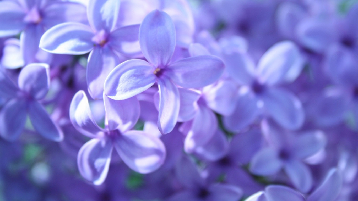 lilac-wallpaper-1366x768 (2).jpg