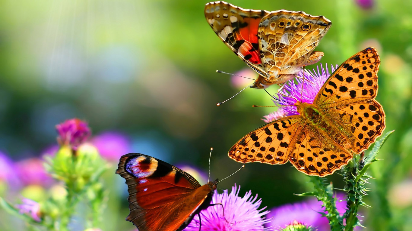beautiful-Butterflies-wallpaper-1366x768.jpg