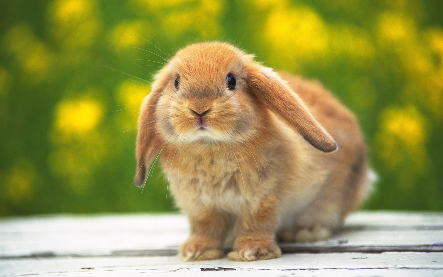 Cute-rabbit-1440-900-widescreen-32511.jpg
