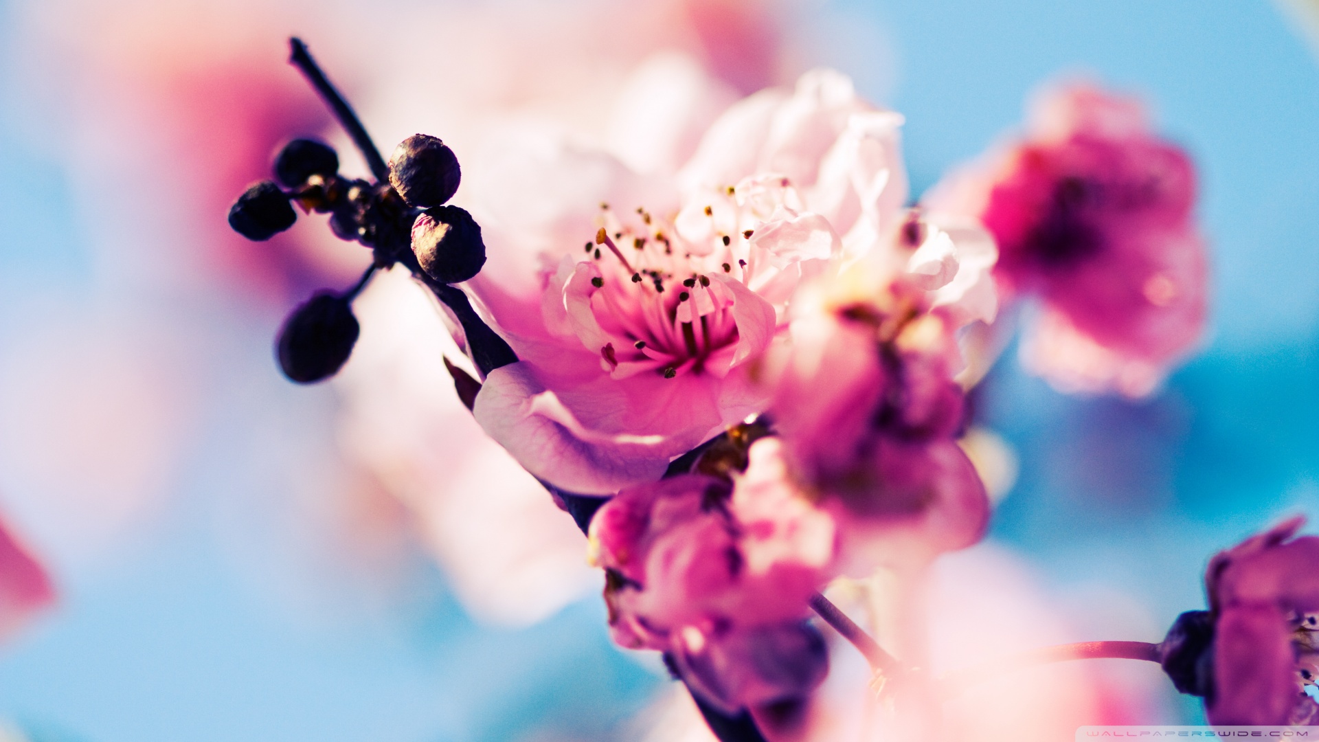 beautiful_cherry_blossom-wallpaper-1920x1080.jpg