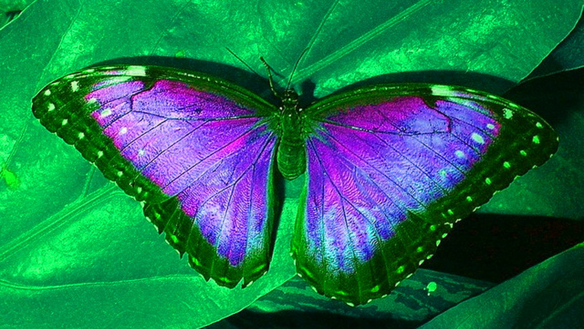 purple-butterfly.jpg