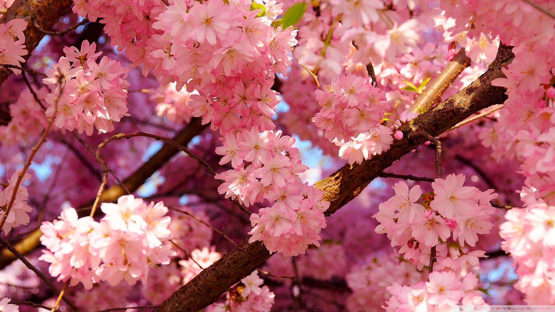 pink_cherry_flowers-wallpaper-1920x1080.jpg