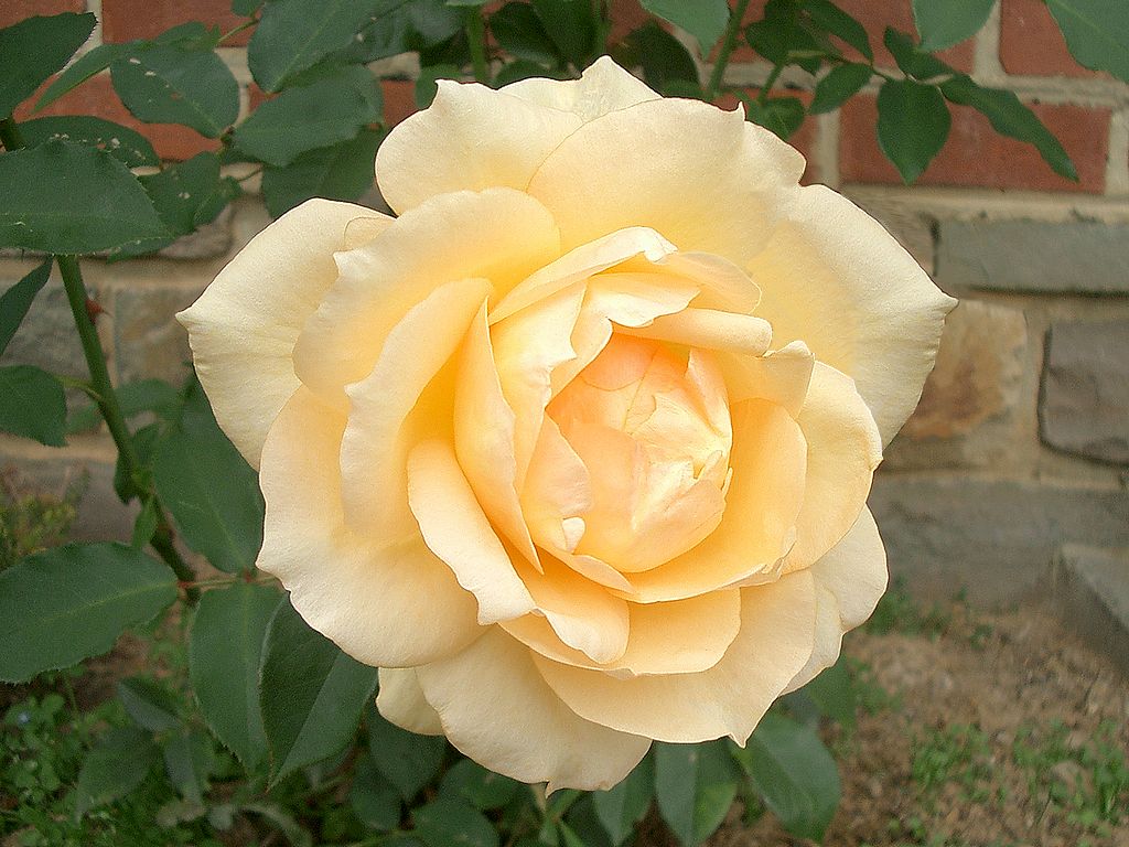 Flower 038.jpg