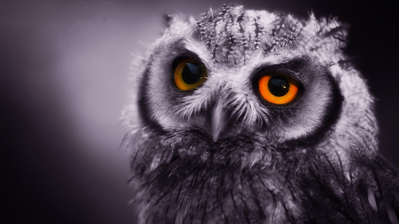 eagle-owl-wallpaper-1366x768.jpg