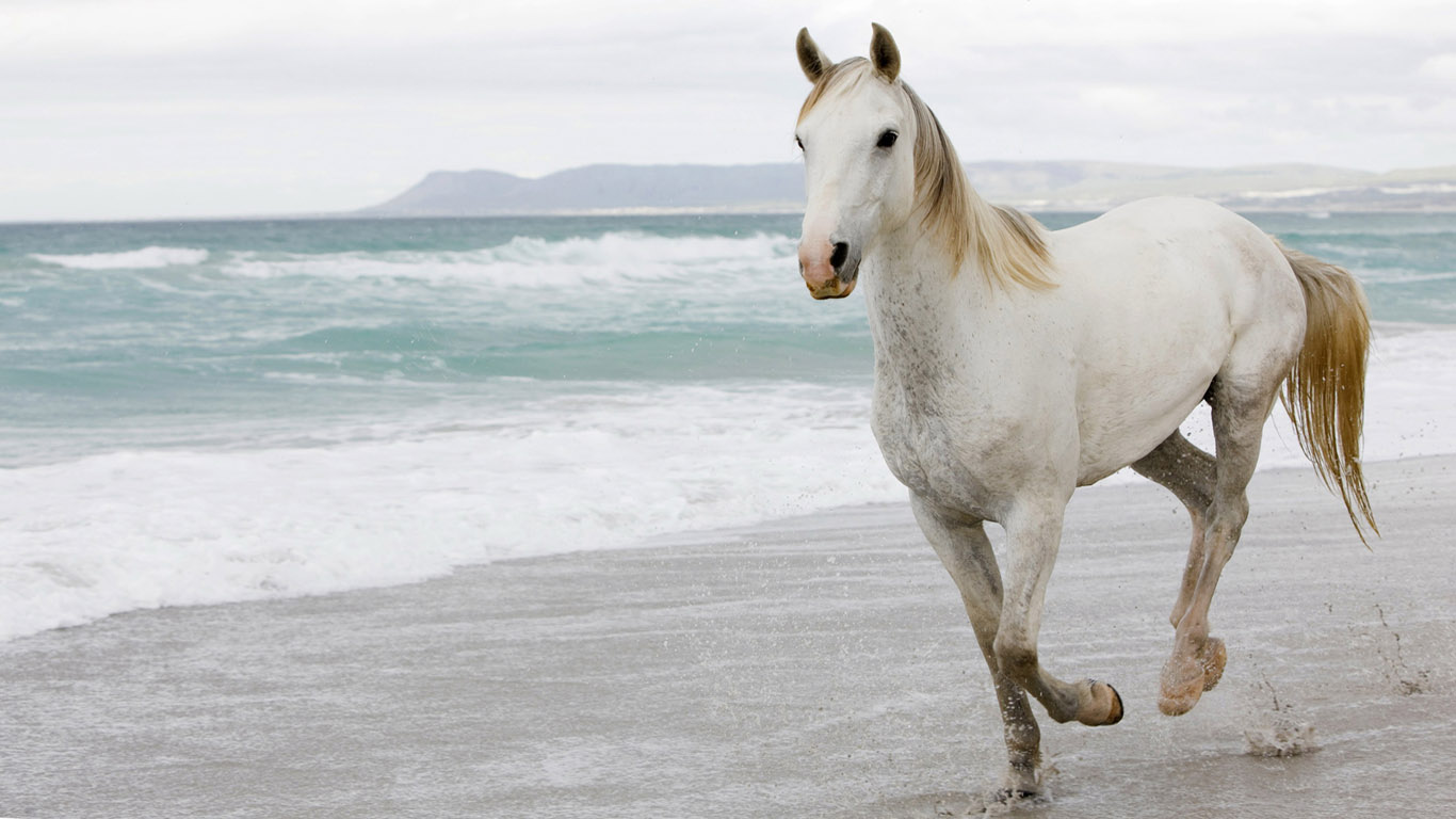 white-horse-wallpaper-1366x768 (2).jpg