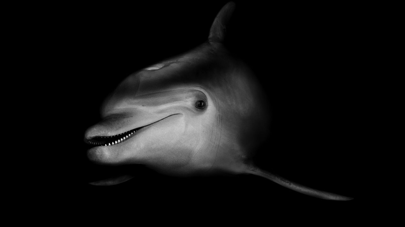 dolphin-wallpaper-1366x768.jpg