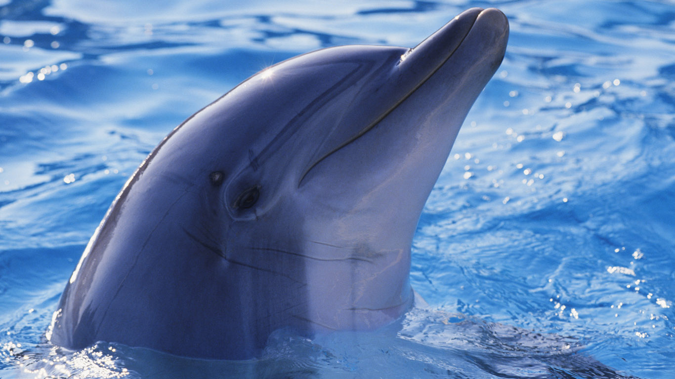 dolphin-wallpaper-1366x768 (6).jpg