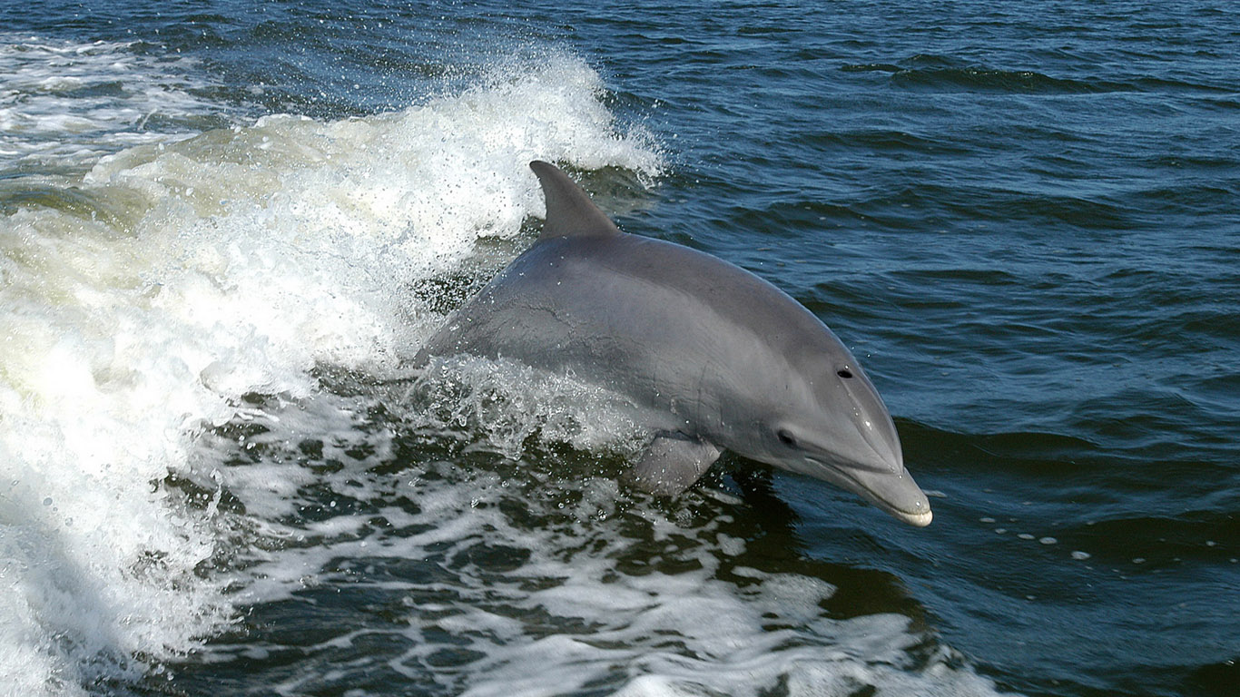 dolphin-wallpaper-1366x768 (4).jpg