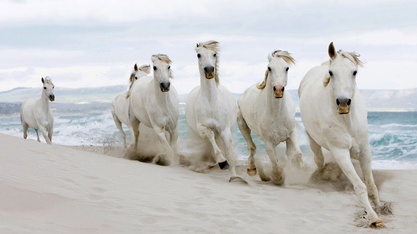 white-horse-wallpaper-1366x768 (5).jpg