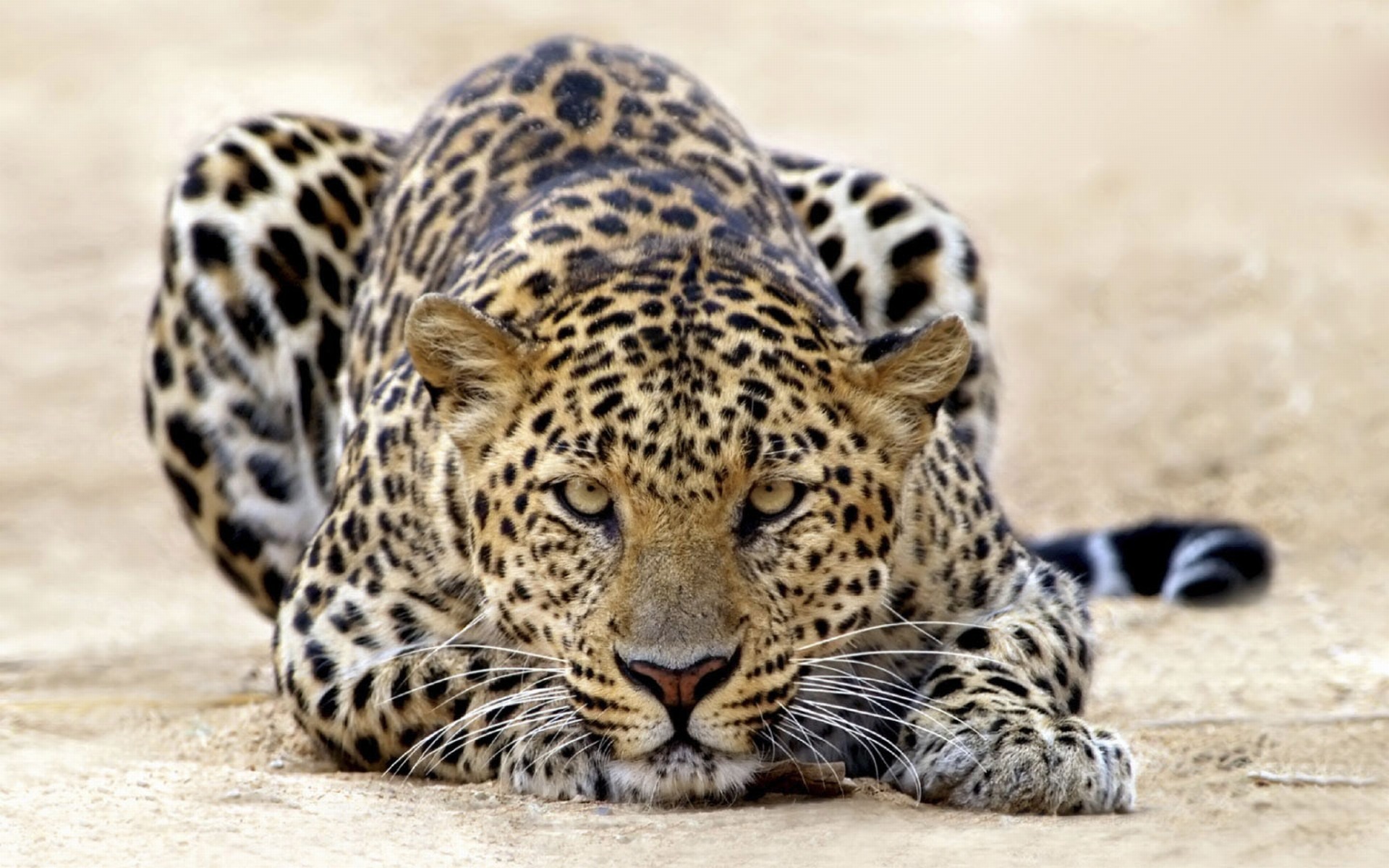 animal-wallpaper-leopard-on-the-prowl.jpg