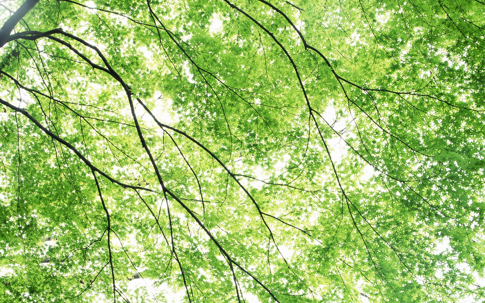 Fresh_green_leaves_JK192_350A.jpg