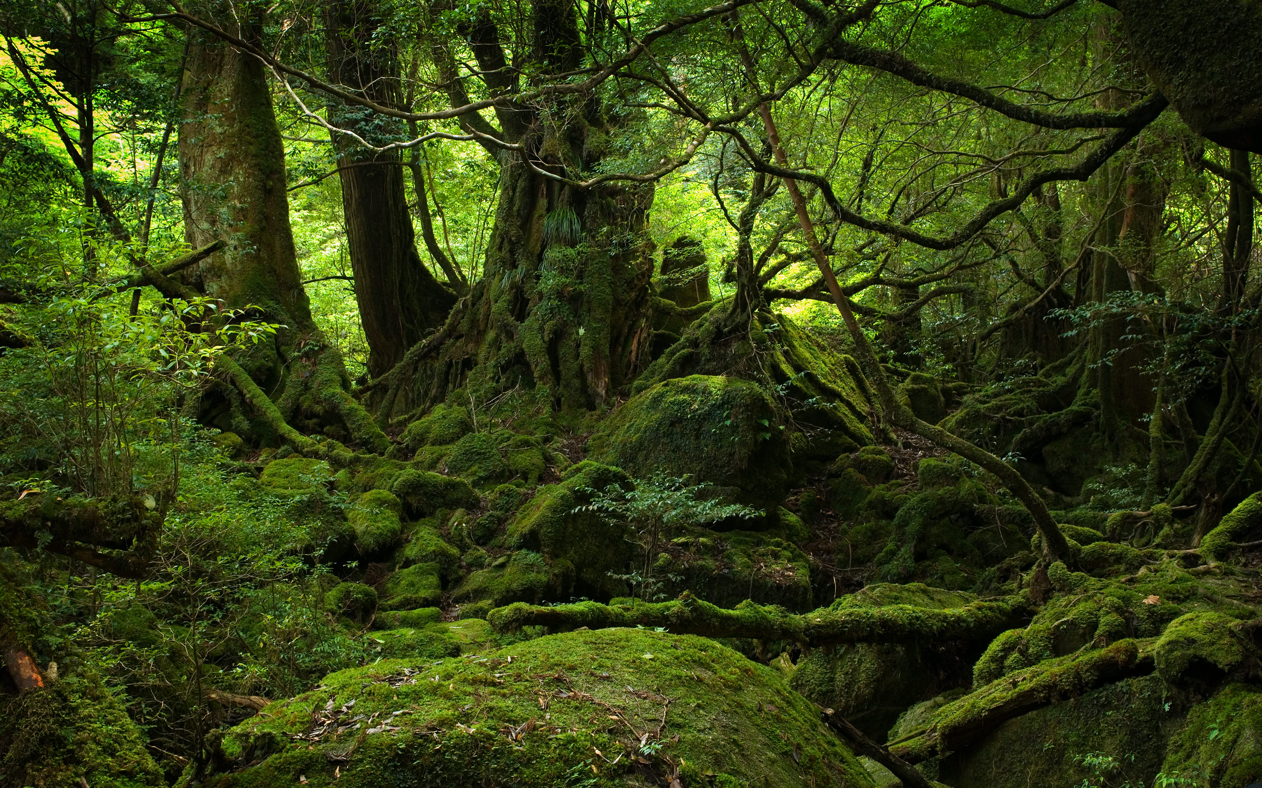 yakushima_forest_2560x1600.jpg