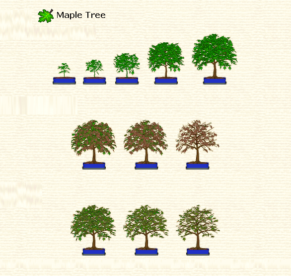 maple-tree.jpg